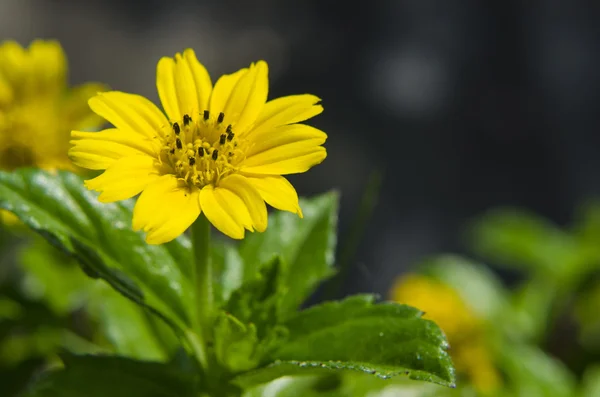 Little yellow star flower