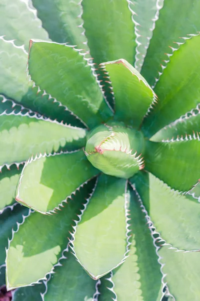 Close up cactus leaf pattern background