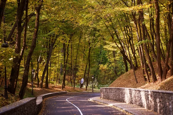 Empty road and colorful yellow, green and red trees in autumn park