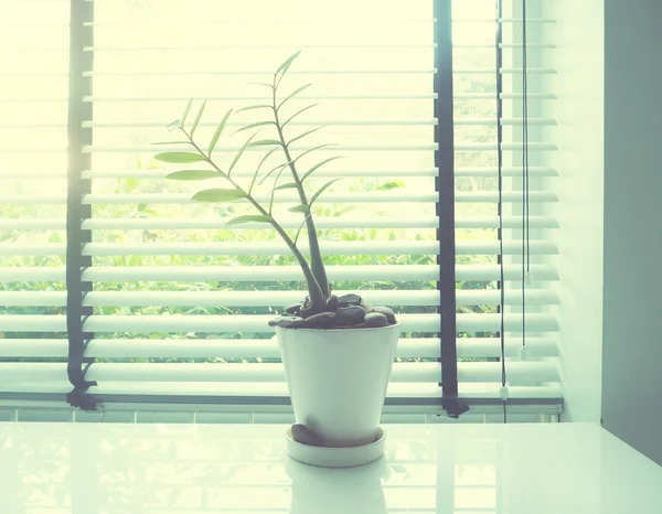 Small plant on white desk beside window