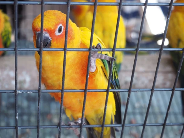 Close up colorful parrot