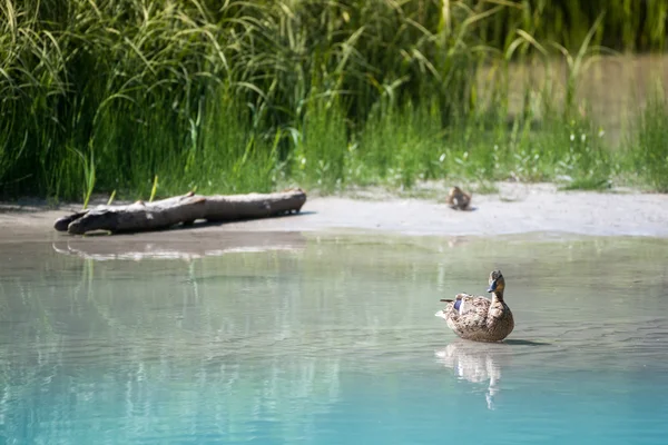 Mother duck sits in water while baby waits in grass on sandbank