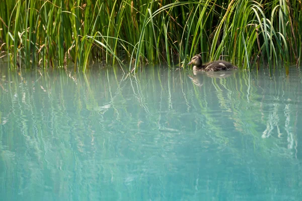 Baby duck swims along grass in clean nature river