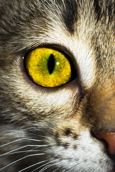 One yellow-green eyes tabby kitten. Half muzzle. Close-up. Gaze.