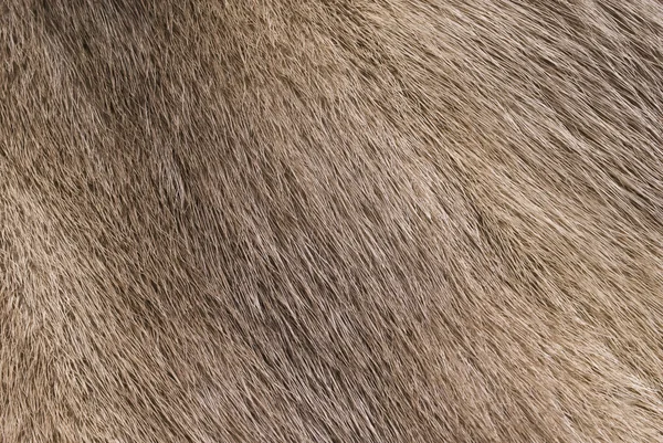 Mink fur background