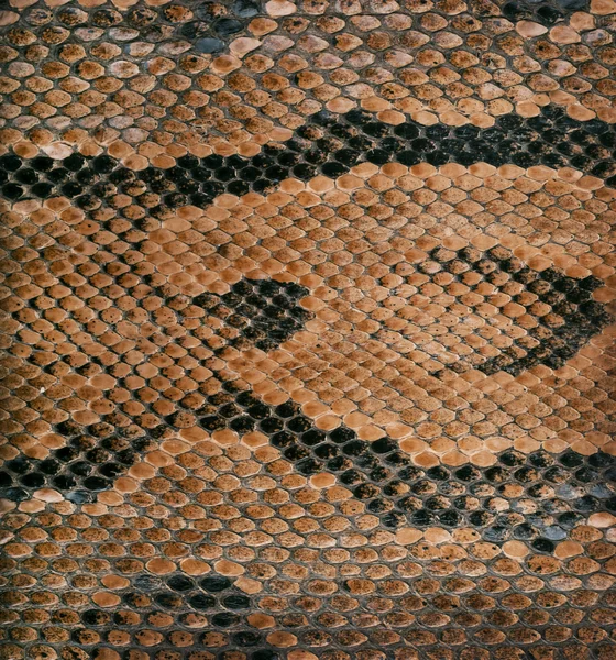pin foto la texture della pelle on pin foto la texture della pelle on pin foto la texture della pelle on pin foto la texture della pelle on