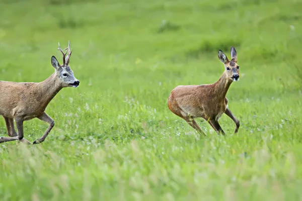 Buck deer with roe-deer on the run