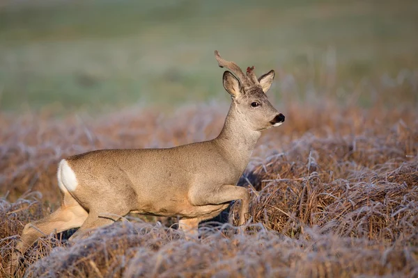 Buck deer on the run