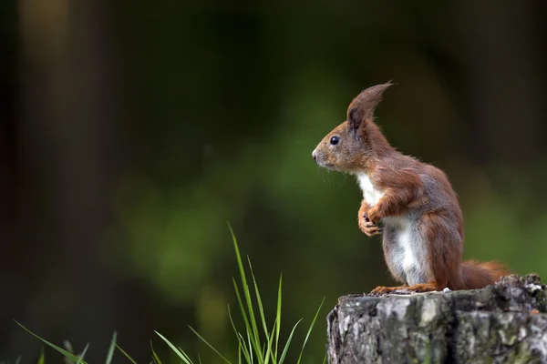 Red squirrel in the wild