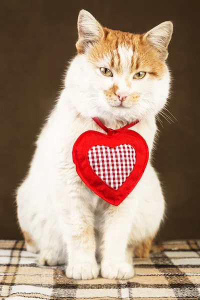 White cat with red spots and mysterious look with decoration in the form of heart on the neck