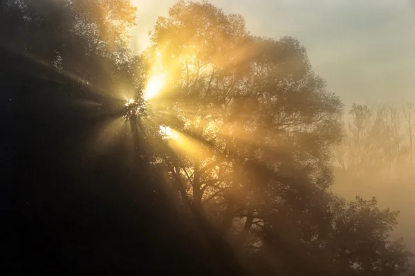 Sun rays through the trees in the fog