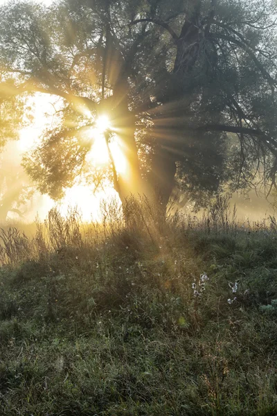 Sun rays through the trees in the fog