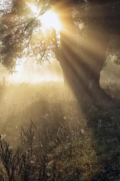 Sun rays through the trees in the fog