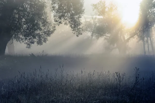 Sun rays through the trees in the fog