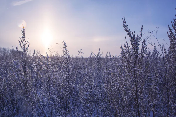 Winter flower snow frost ice field