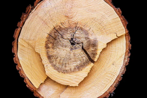 Cross section of wood on black background