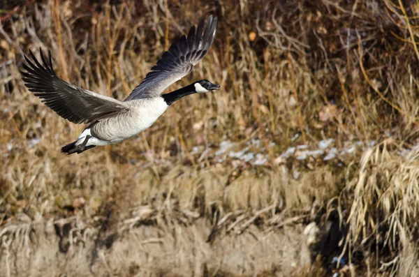 Canada Goose Flying Low Over the Wetlands