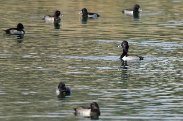 Flock of Ring-Necked Ducks Resting on the Green Pond