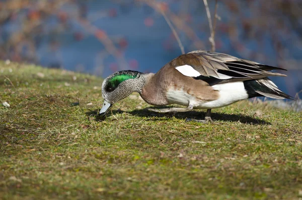 American Wigeon Feasting on the First Grass of Spring