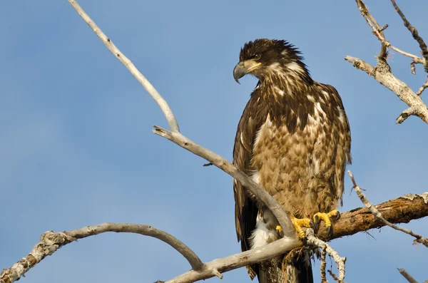 Young Bald Eagle Surveying the Area While Perched High in a Barren Tree