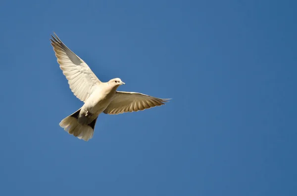 Eurasian Collared-Dove Flying in a Blue Sky