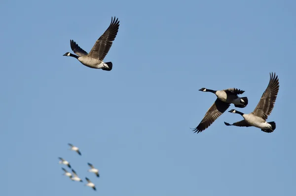 Three Canada Geese Flying with the Snow Geese in a Blue Sky