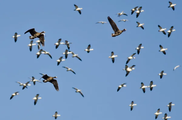 Three Greater White-Fronted Geese Flying Amid the Flock of Snow Geese