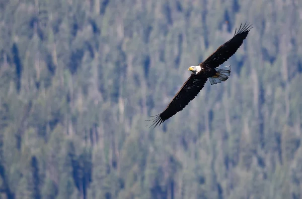 Bald Eagle Soaring High in the Mountains