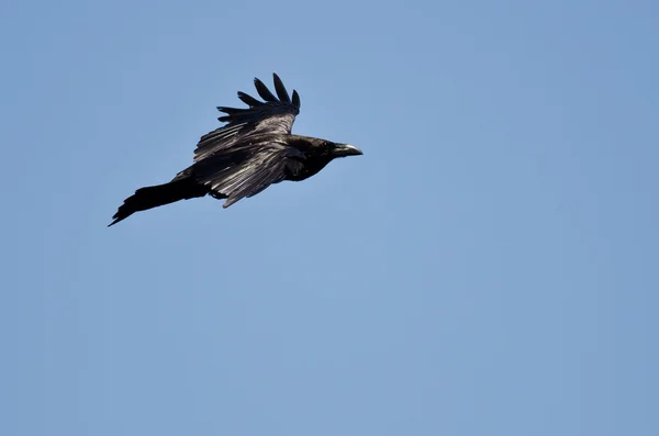 Common Raven Flying in a Blue Sky