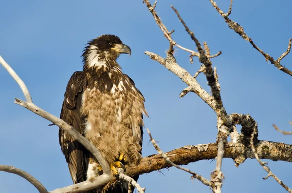 Young Bald Eagle Surveying the Area While Perched High in a Barren Tree