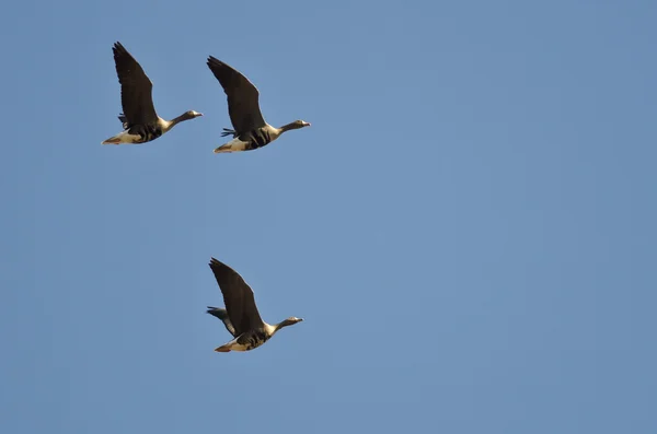 Three Greater White-Fronted Geese Flying in a Blue Sky