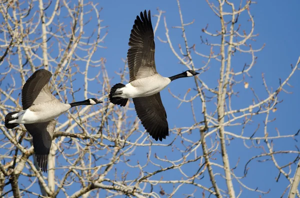 Canada Geese Flying Low Over the Winter Trees