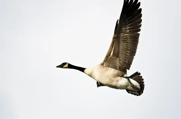 Canada Goose Flying Past Against a White Background
