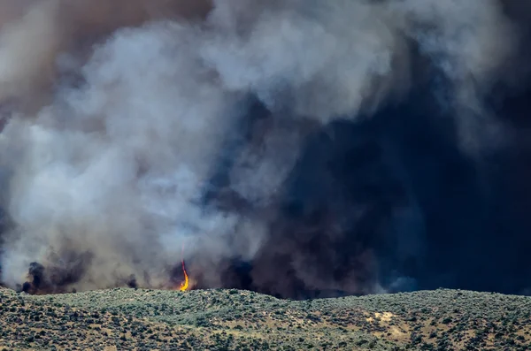 Flames and Dense White Smoke Rising from the Raging Wildfire