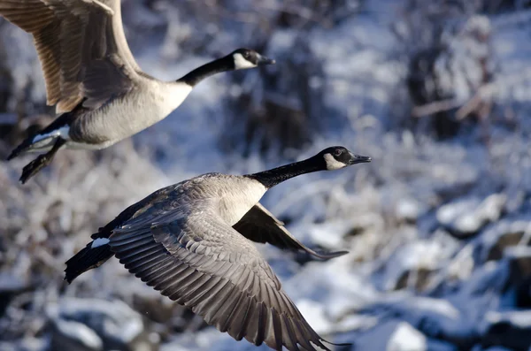 Canada Goose Flying Across the Snowy Winter Terrain