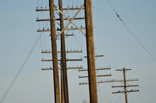 Utility Poles Standing Against a Blue Sky