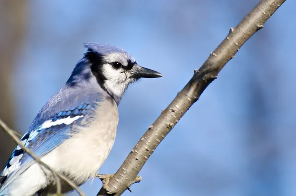 Blue Jay Perched in a Tree