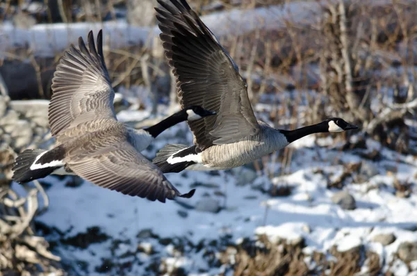 Canada Geese Flying Over a Winter River