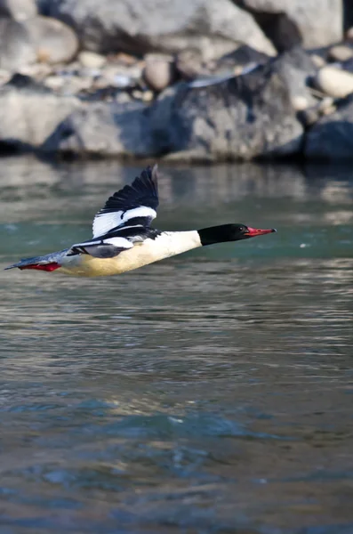 Common Merganser Flying Low Over The River