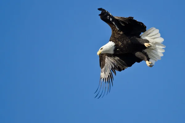 Bald Eagle Hunting On The Wing