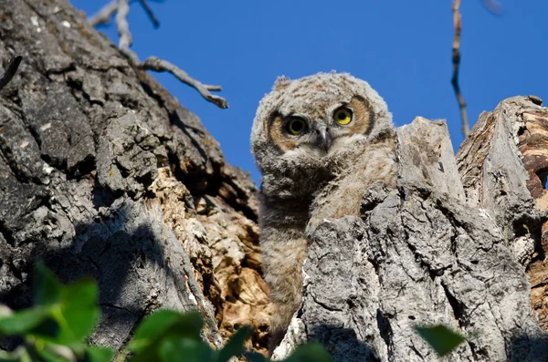 Young Owlet Making Direct Eye Contact From Its Nest