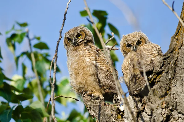 Two Young Owlets Making Direct Eye Contact From Their Nest