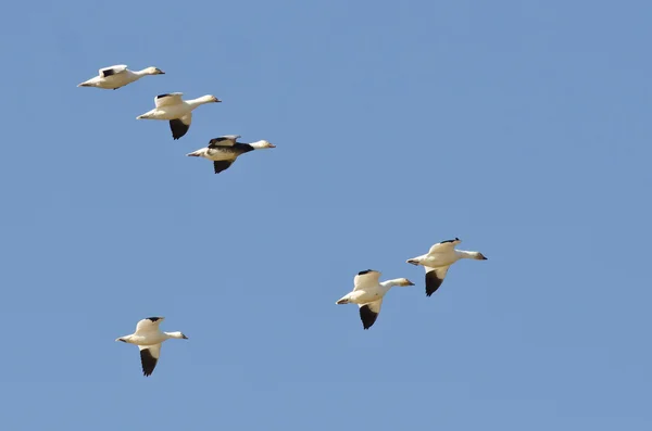 Blue Goose Flying with Snow Geese in a Blue Sky