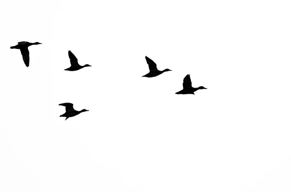 Small Flock of Ducks Silhouetted on a White Background