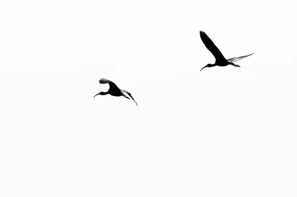 Two White-Faced Ibis Silhouetted on a White Background