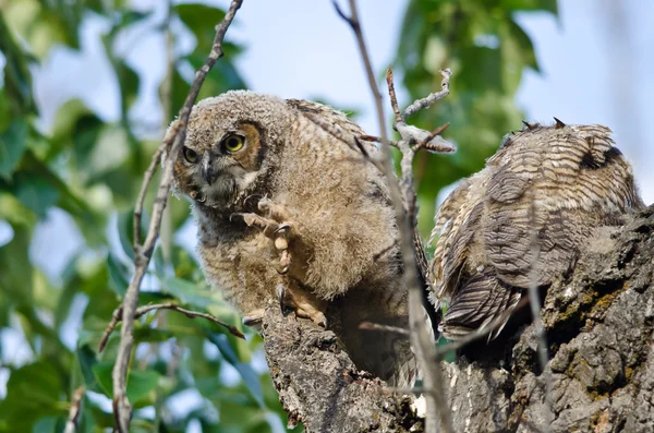Young Owlet Peering in the Distance with Claw Extended