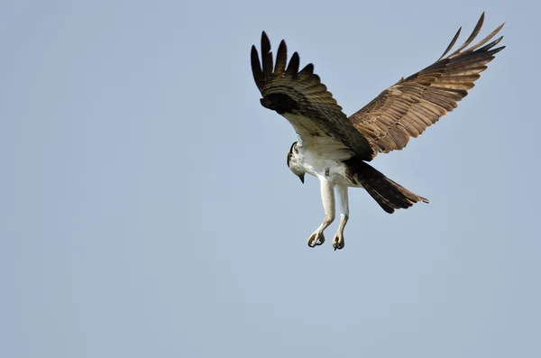 Lone Osprey Hunting on the Wing in a Blue Sky