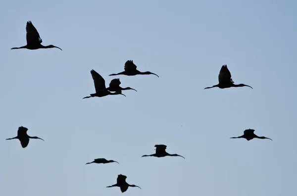 Flock of Silhouetted White-Faced Ibis Flying in a Blue Sky