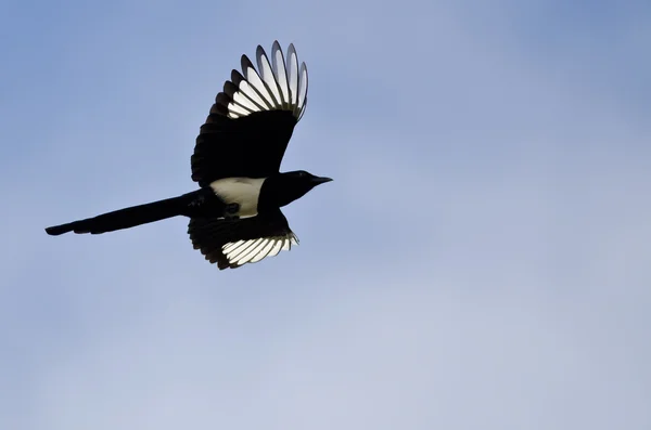 Black-billed Magpie With Its Wings Lit Up in the Bright Sunlight