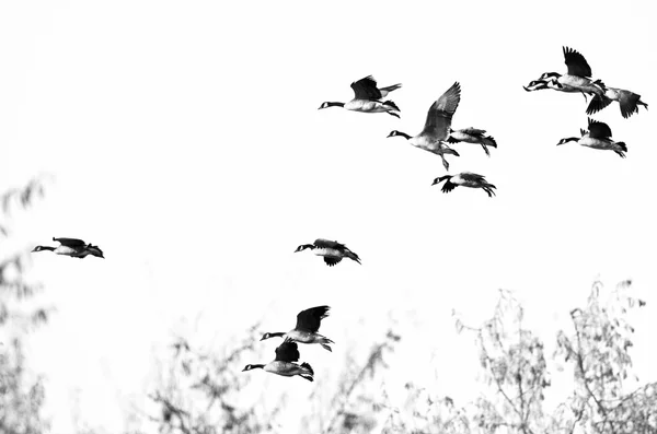 Flock of Canada Geese Flying on a White Background